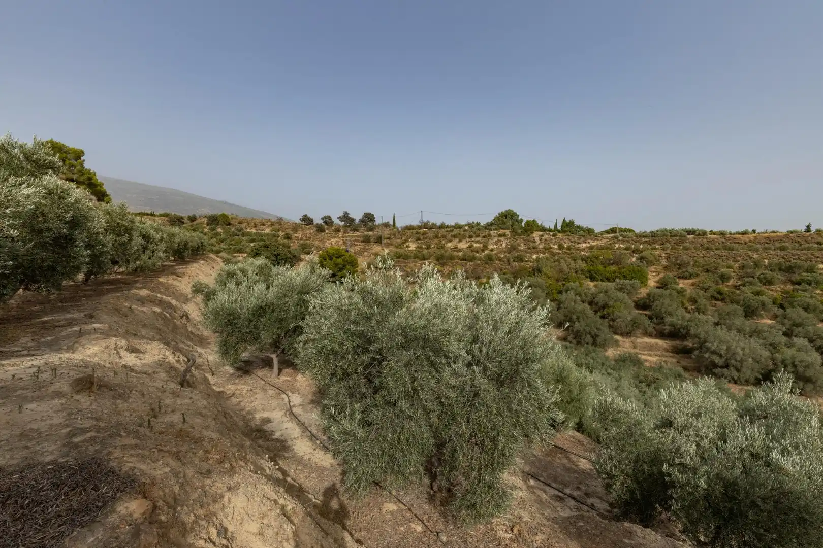 Land for sale in Lecrín