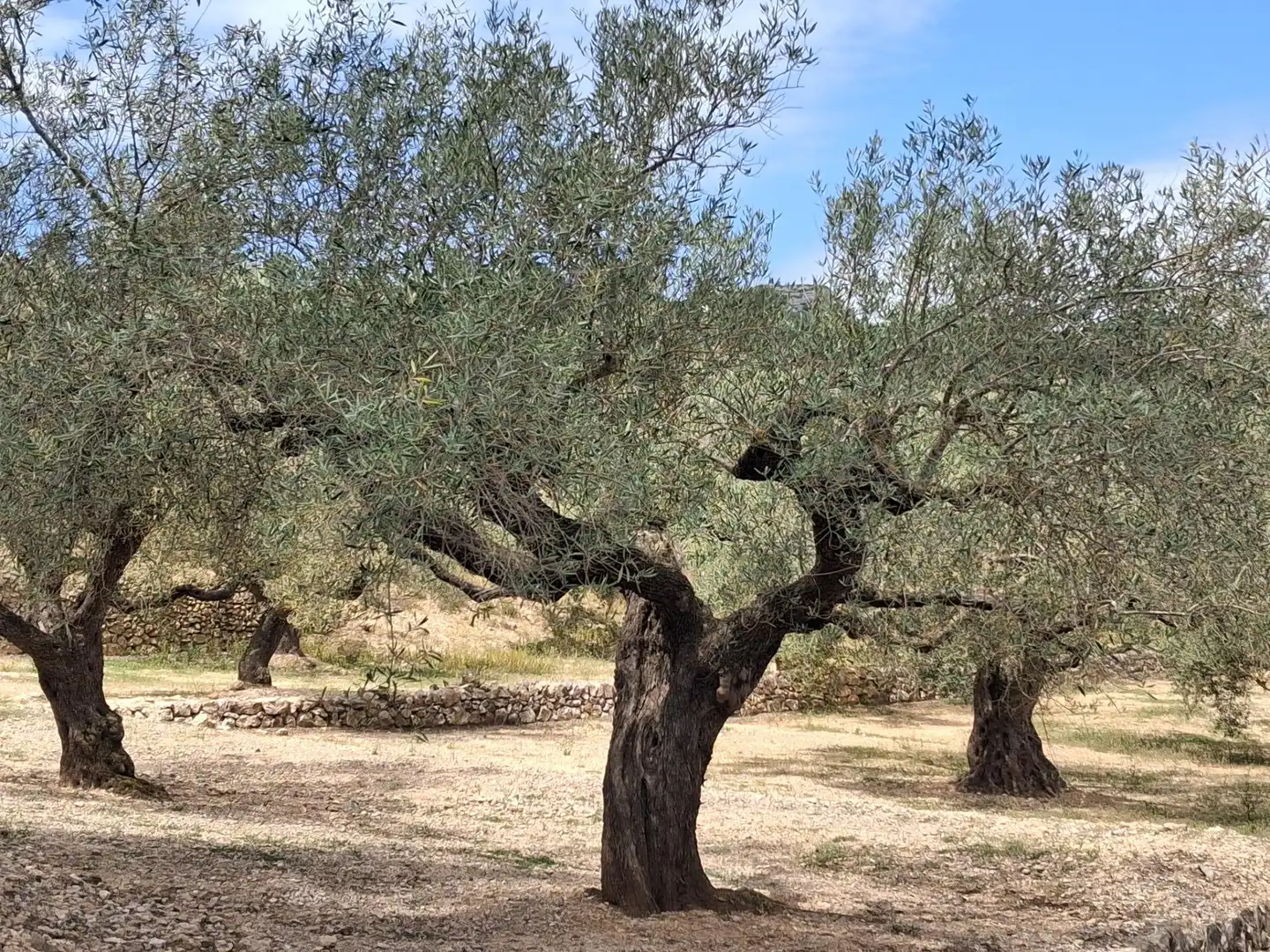 Terreno rustico in vendita a El Perelló, imagen 15