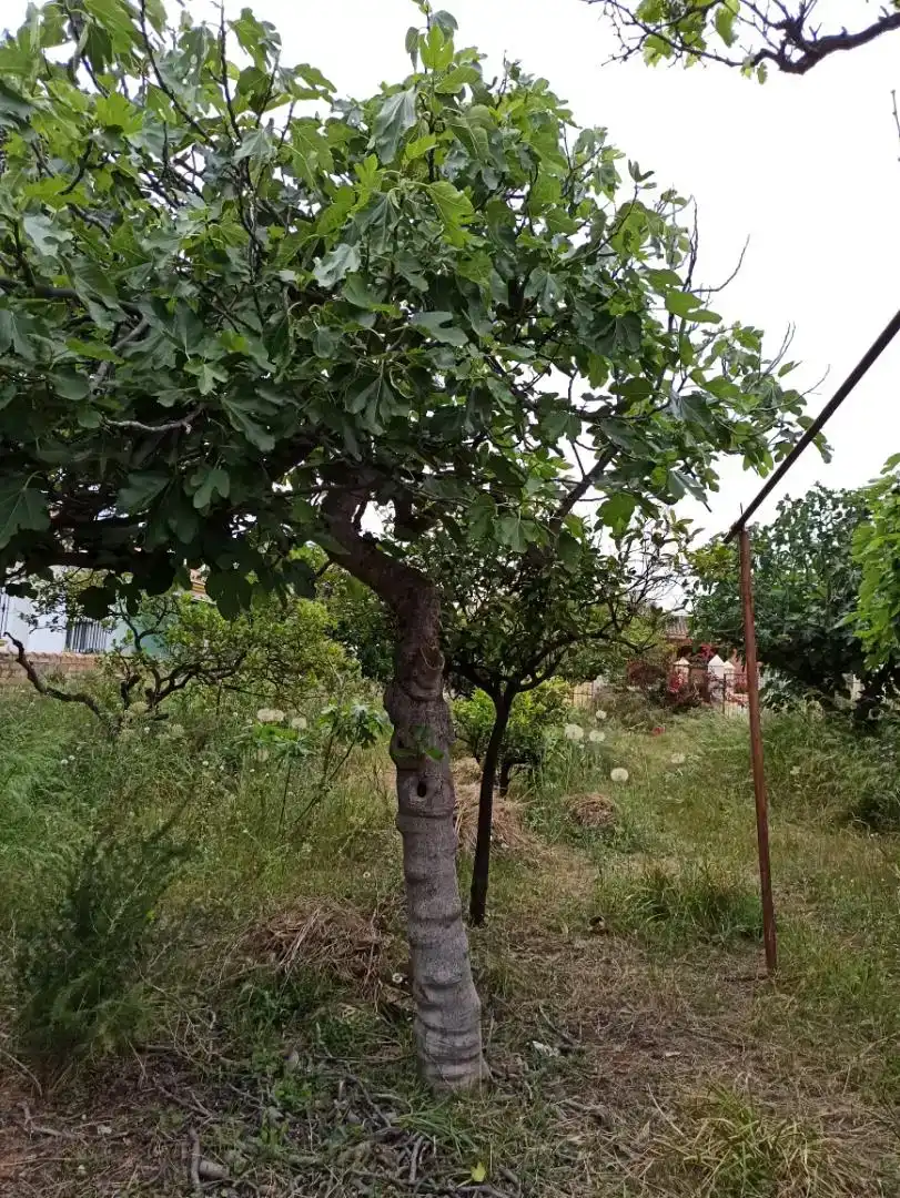 Terreno en venta en Málaga
