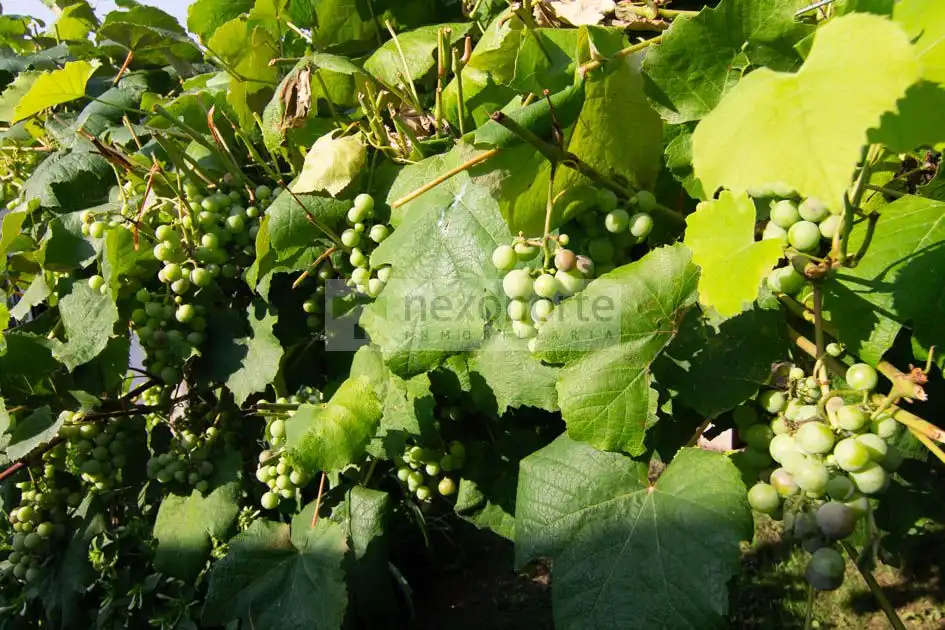 Jardí de Finca rústica en venda en Ortigueira amb Calefacció
