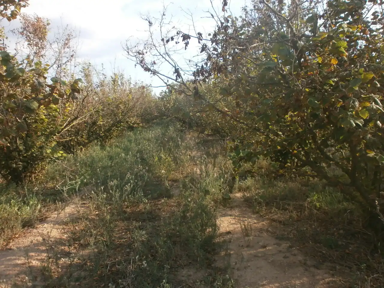 Land for sale in El Rourell