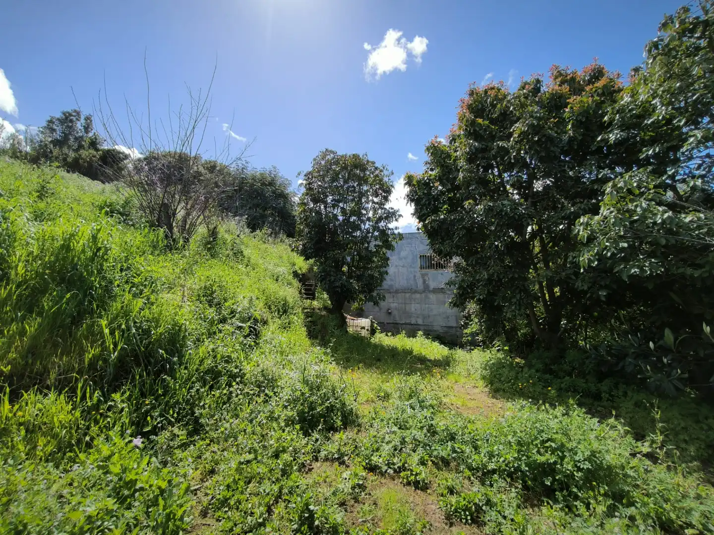 Finca rústica en venta en Moya (Las Palmas)
