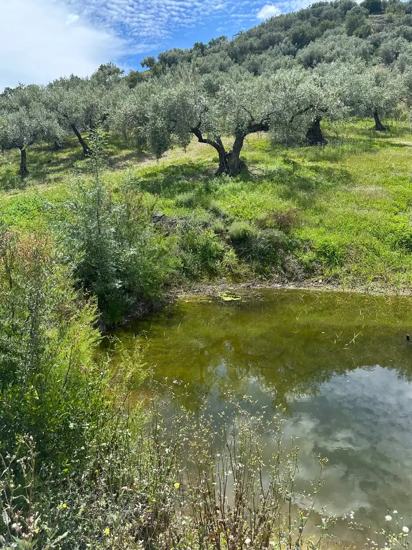 Terreni e lotti in vendita a Periana, imagen 21