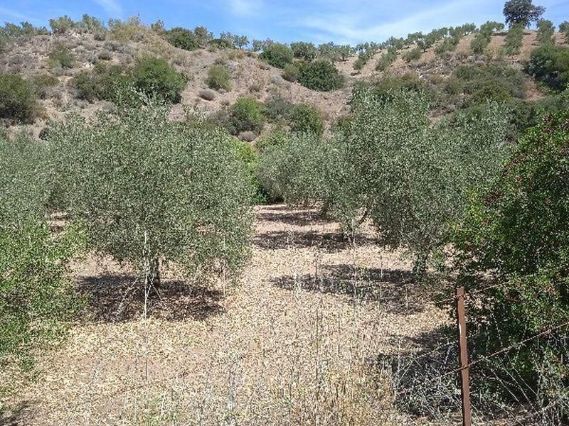Land for sale in Morón de la Frontera