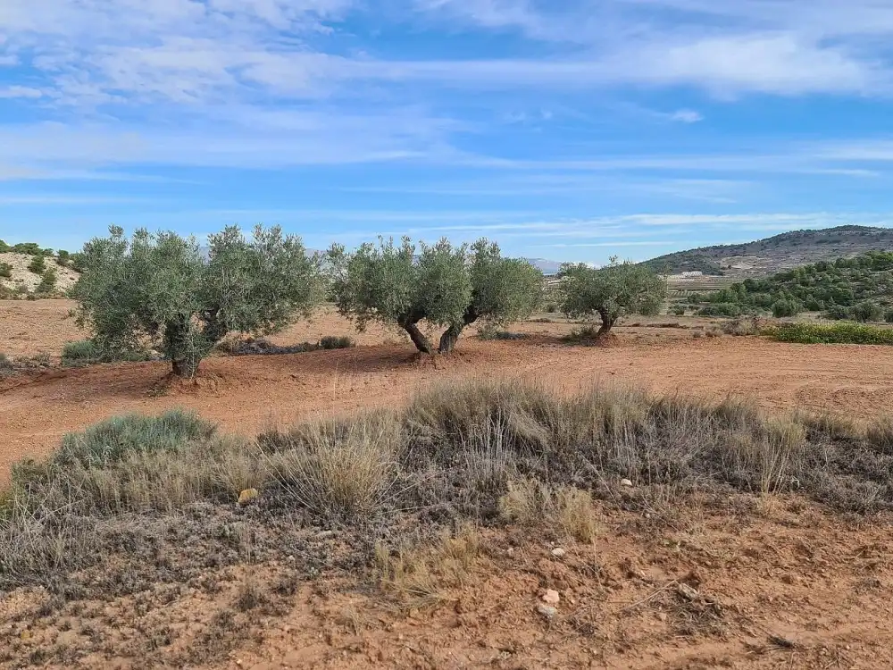 Terreno residencial en venta en El Pinós / Pinoso, imagen 12