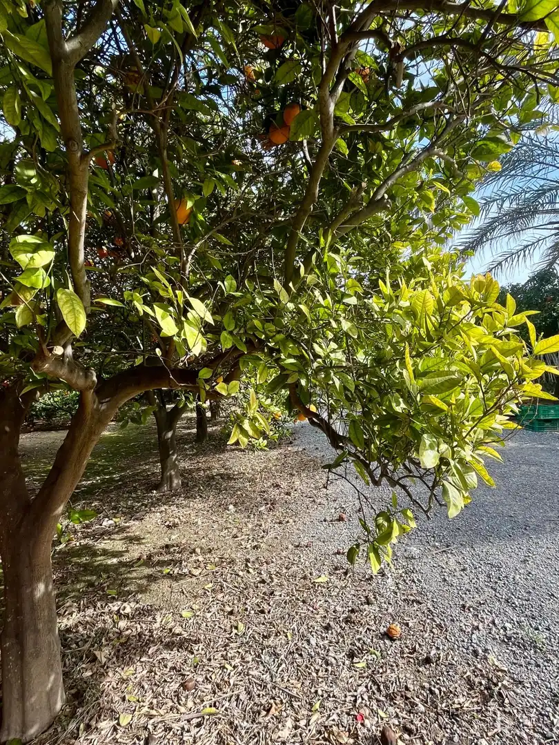 Grundstücke und Bauplätze zum Verkauf in Oria, imagen 15