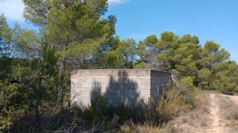 FINCA DE 5,6 HECTÁREAS CON OLIVOS, ALMENDROS Y AGUA DE POZO