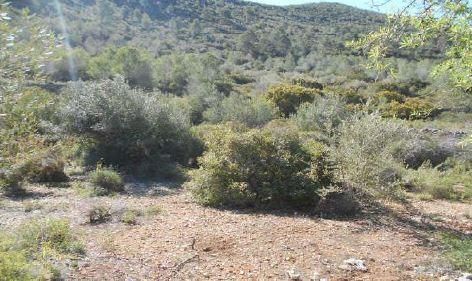 Land for sale in Salem