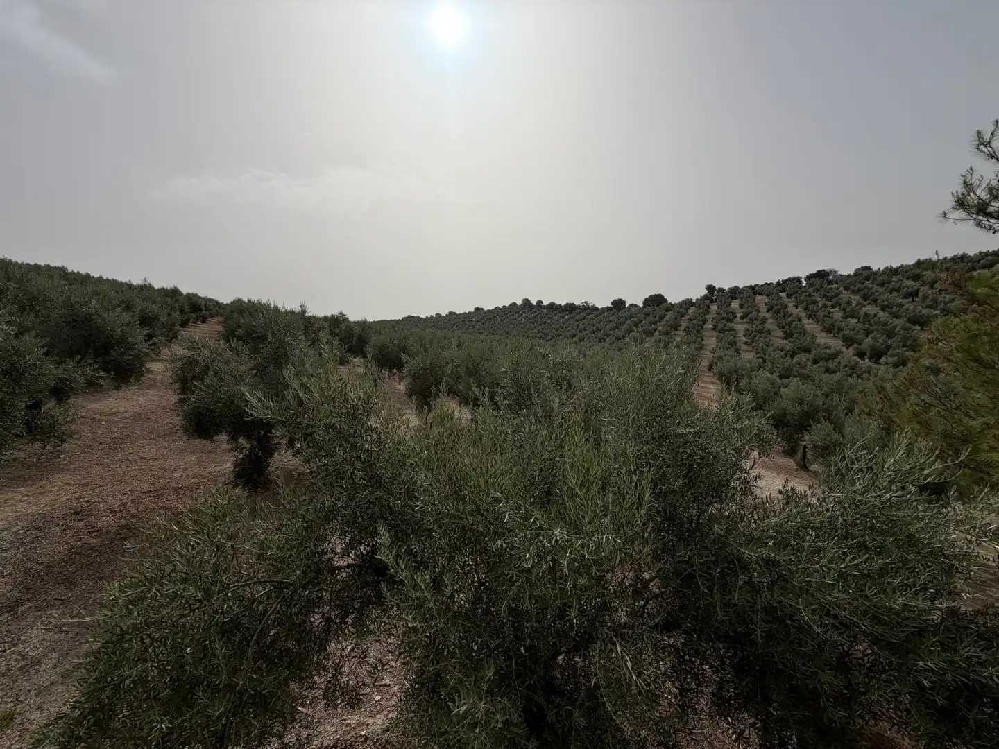 Rural land for sale in Iznalloz, imagen 12
