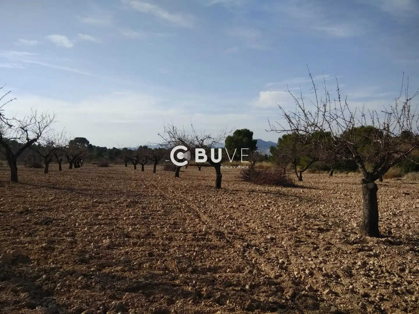 Rural land for sale in 22 Parcela 5 Cantalar
