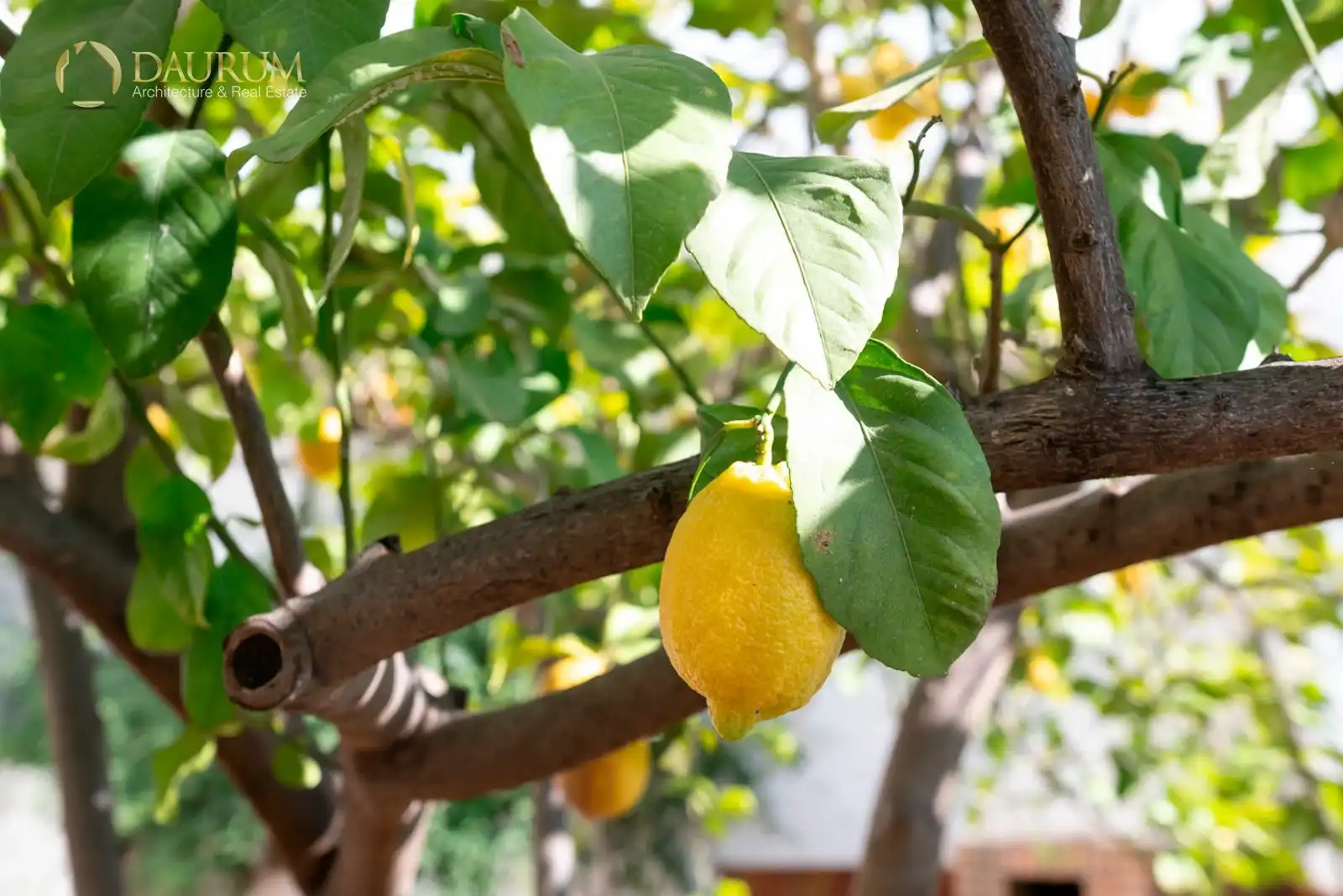 Jardí de Casa o xalet en venda en Alcalá de Guadaira amb Aire condicionat, Calefacció i Terrassa