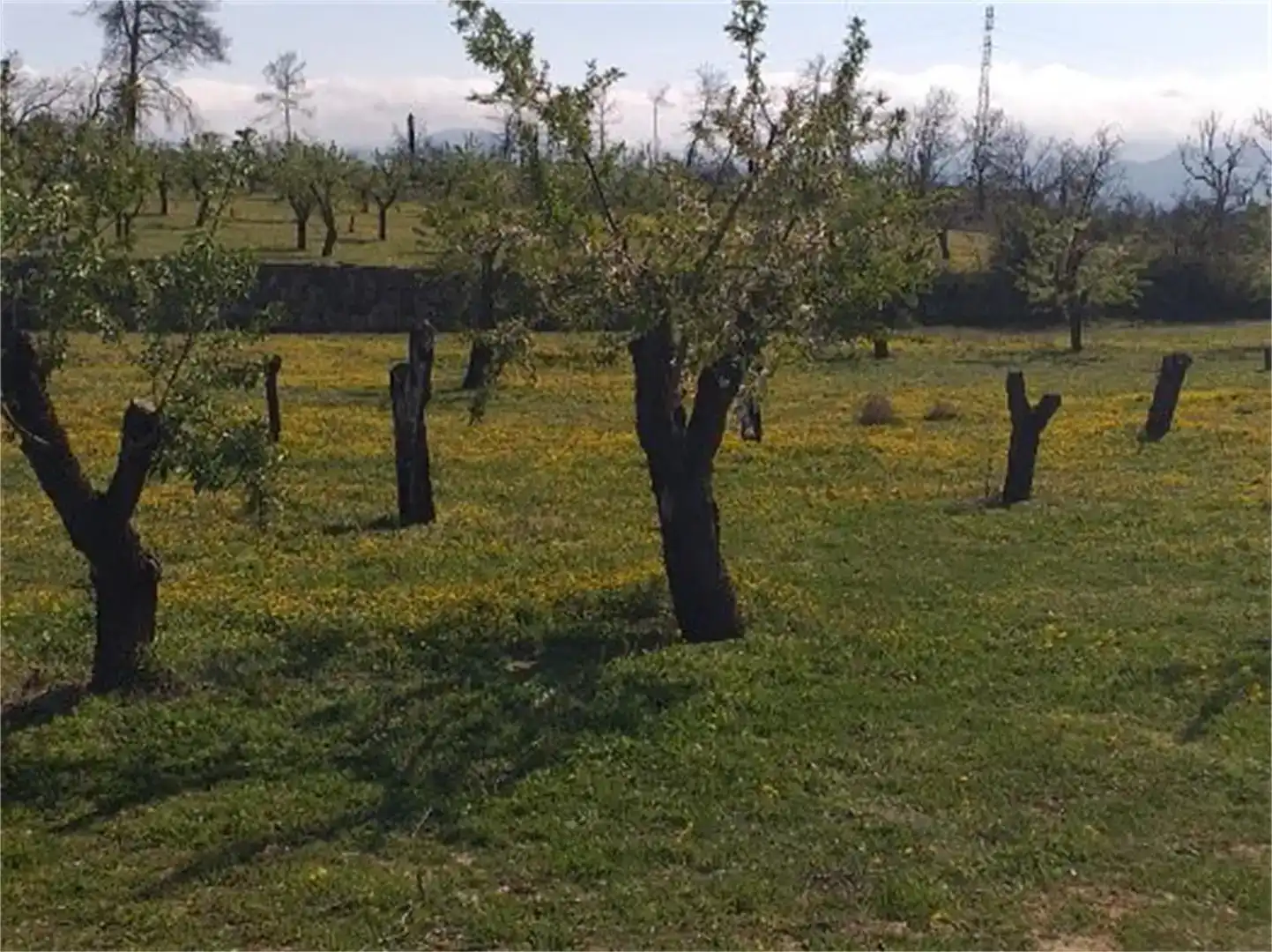 Terreno en venta en L'Albi