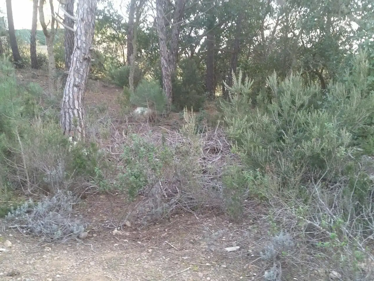 Terrenos y solares en venta en Serra Brava, imagen 3