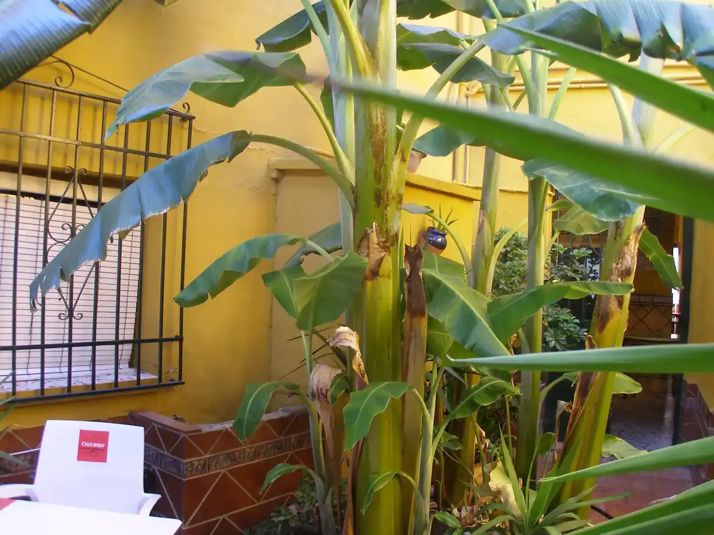 Jardí de Local en venda en Benaoján