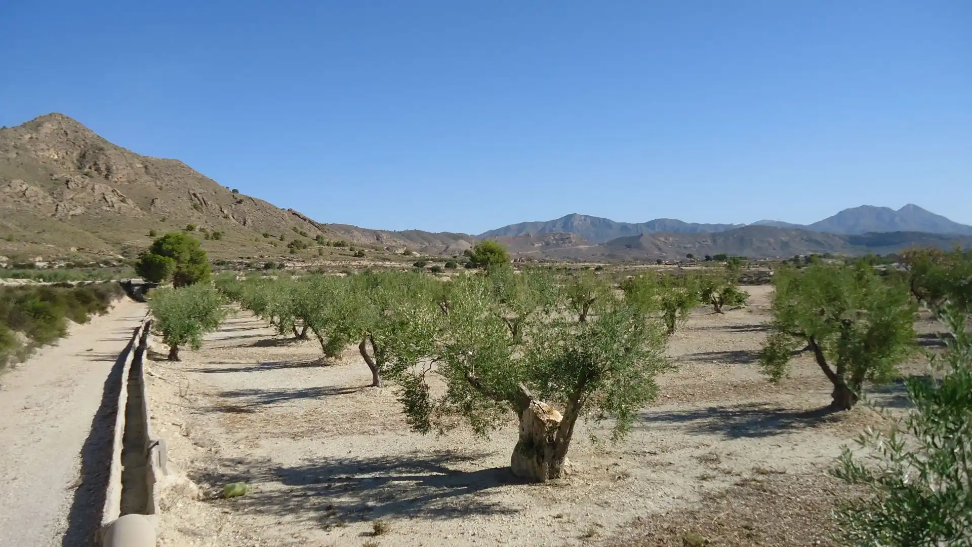 Lands and plots for sale in Abanilla