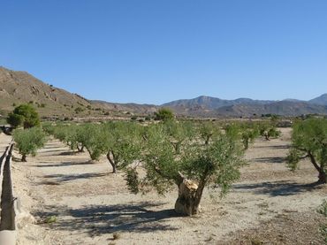 Rustikales Grundstück zum Verkauf in Abanilla