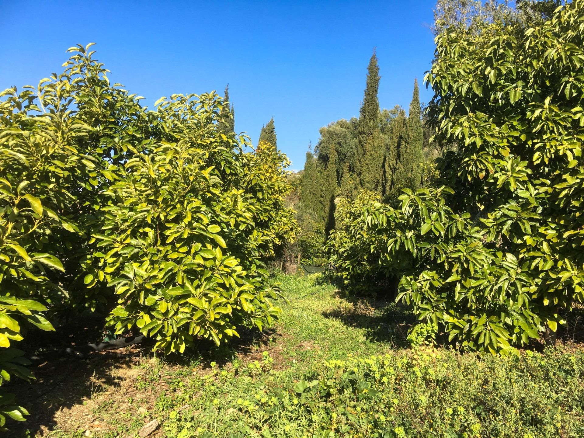 Finca rústica en venda en Lecrín