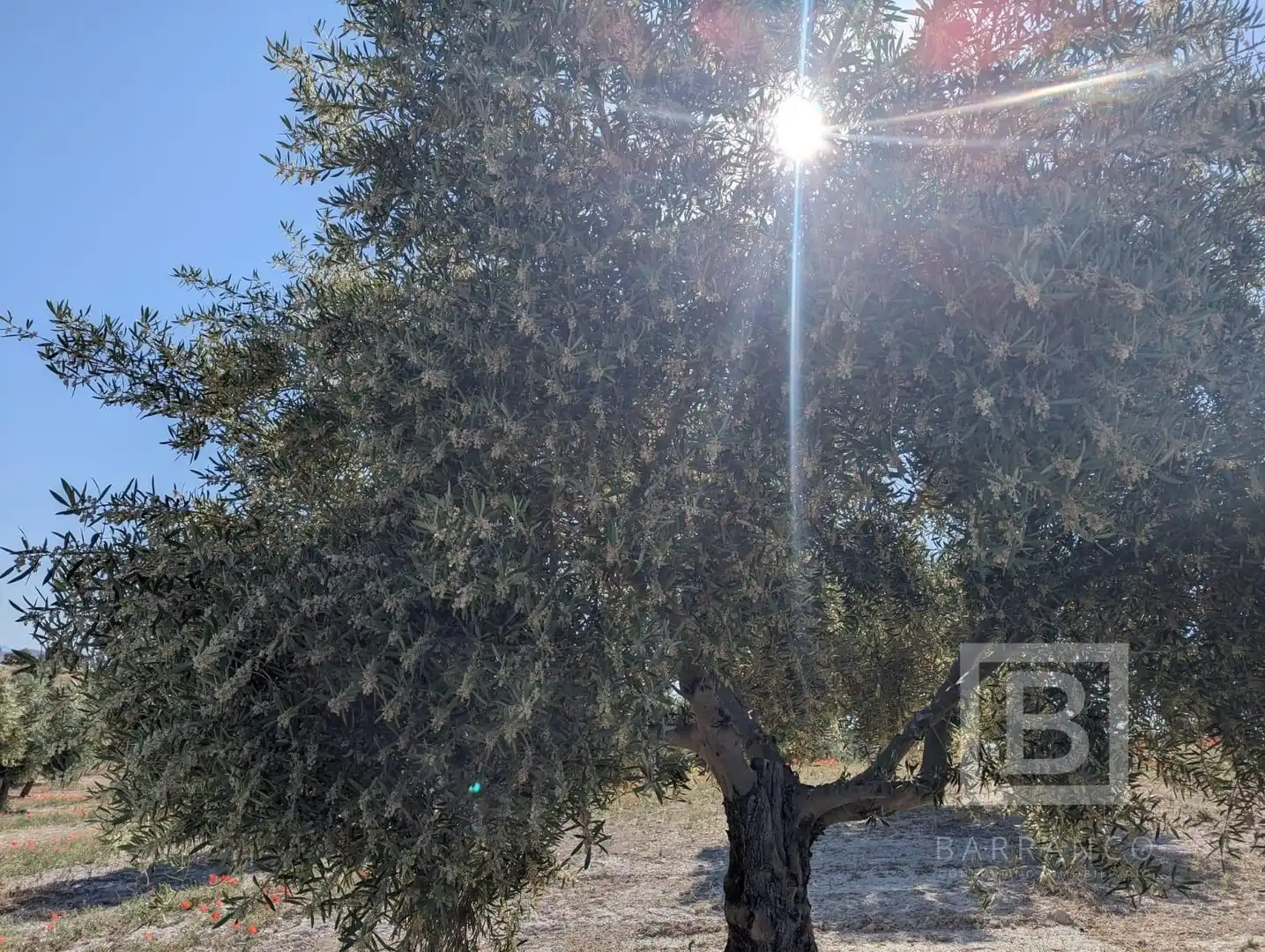 Terreno rustico in vendita a Maracena, imagen 5