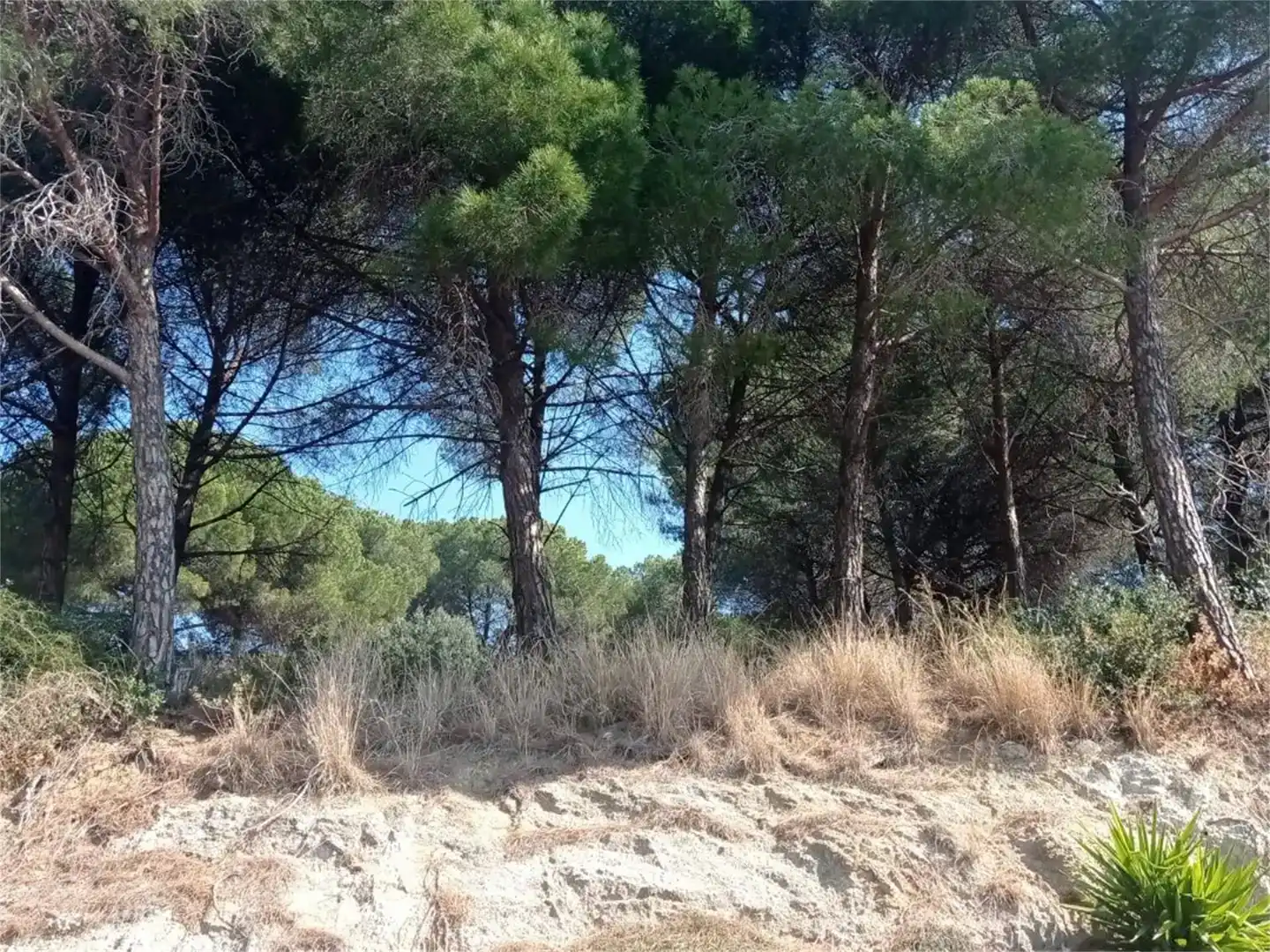 Grundstücke zum Verkauf in Canet de Mar