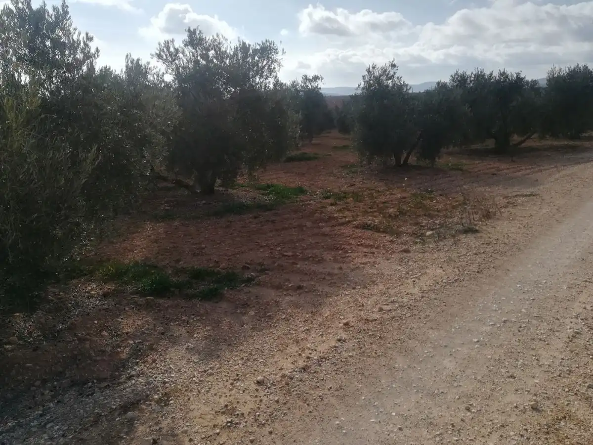 Terreno rustico in vendita a Valdepeñas, imagen 8