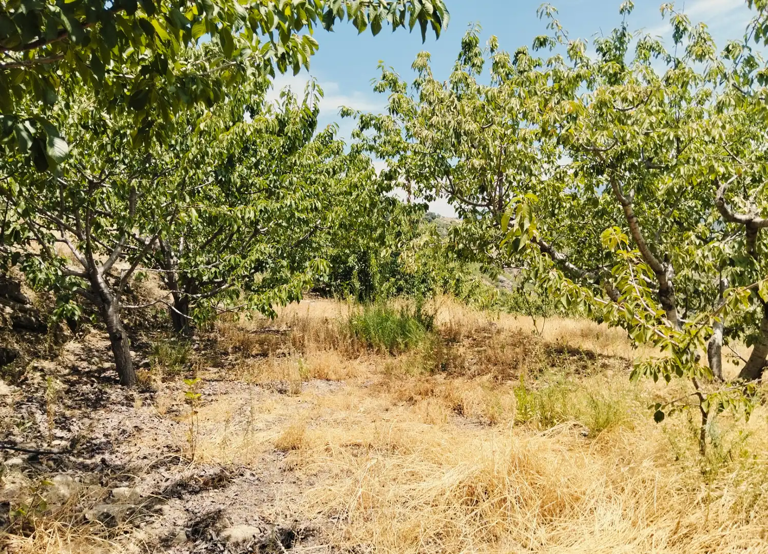Terreno en venta en El Torno 