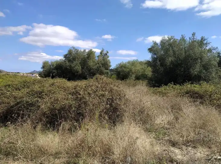 Land for sale in Almiserà