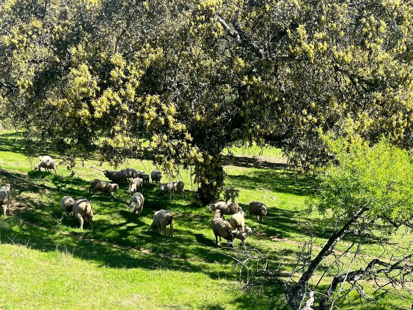 Terreni e lotti in vendita a Zufre, imagen 24
