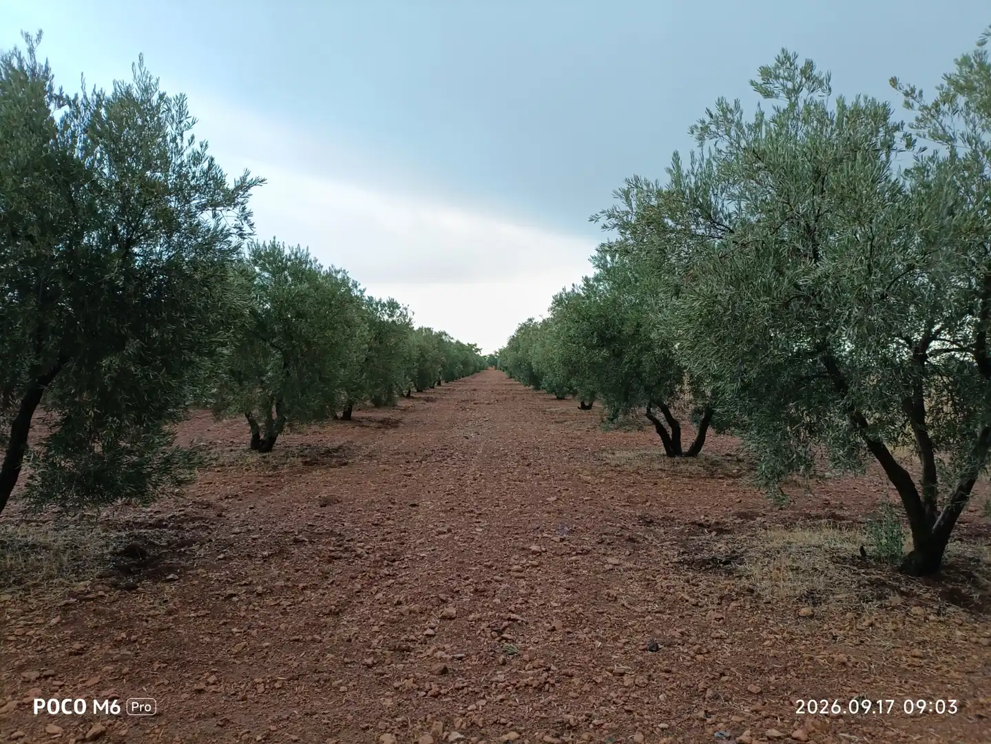 Rural land for sale in Calle García Pavón 112