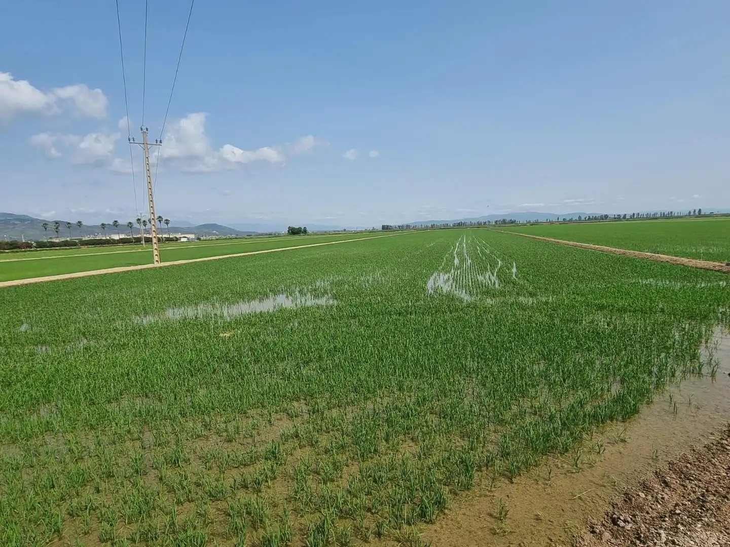 Land for sale in La Ràpita