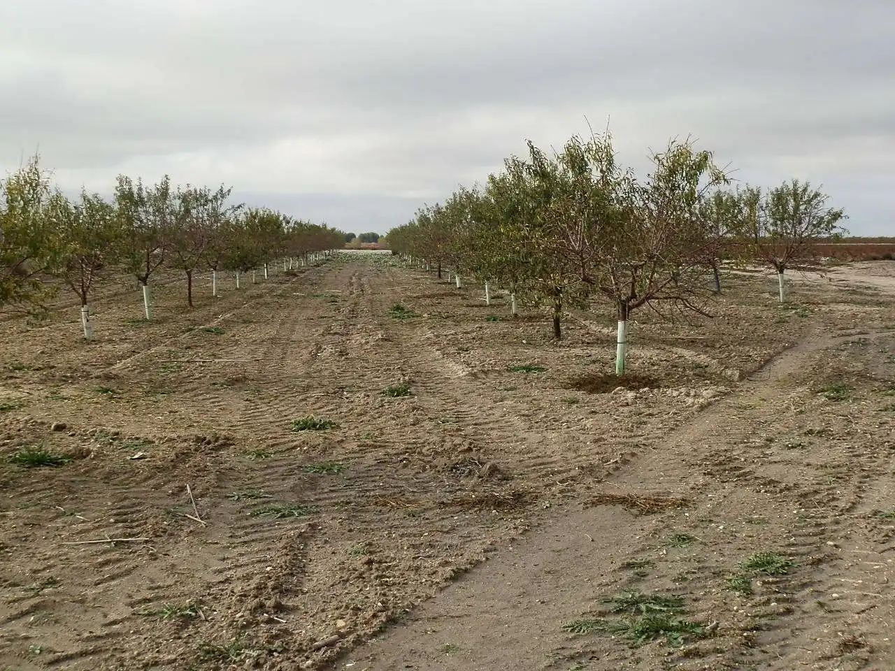 Rustikales Grundstück zum Verkauf in Pedro Muñoz, imagen 5