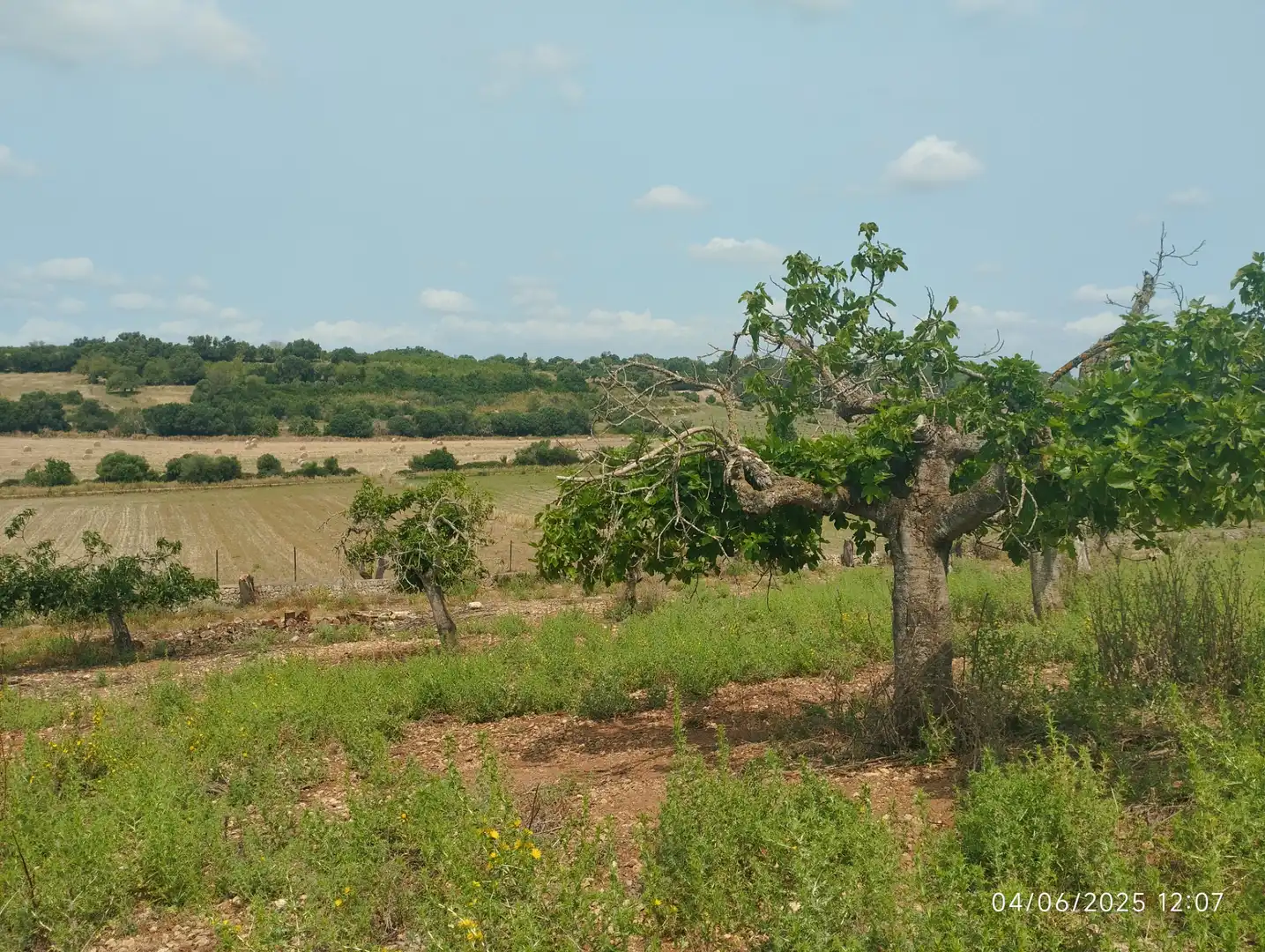 Terreny rústic en venda a Ariany, imagen 4