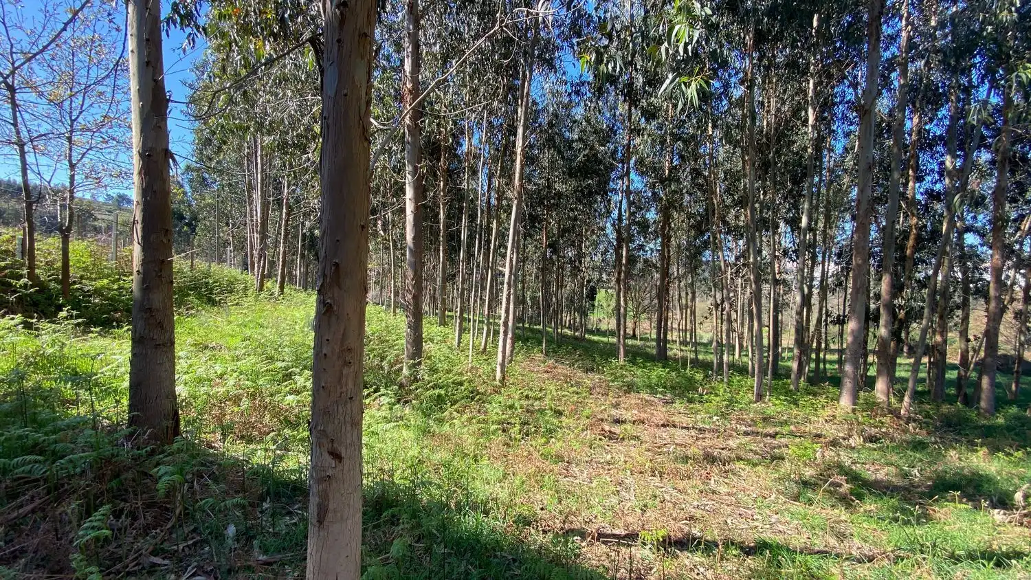 Terreni e lotti in vendita a Rúa Camiño dos Muiños 18, imagen 16