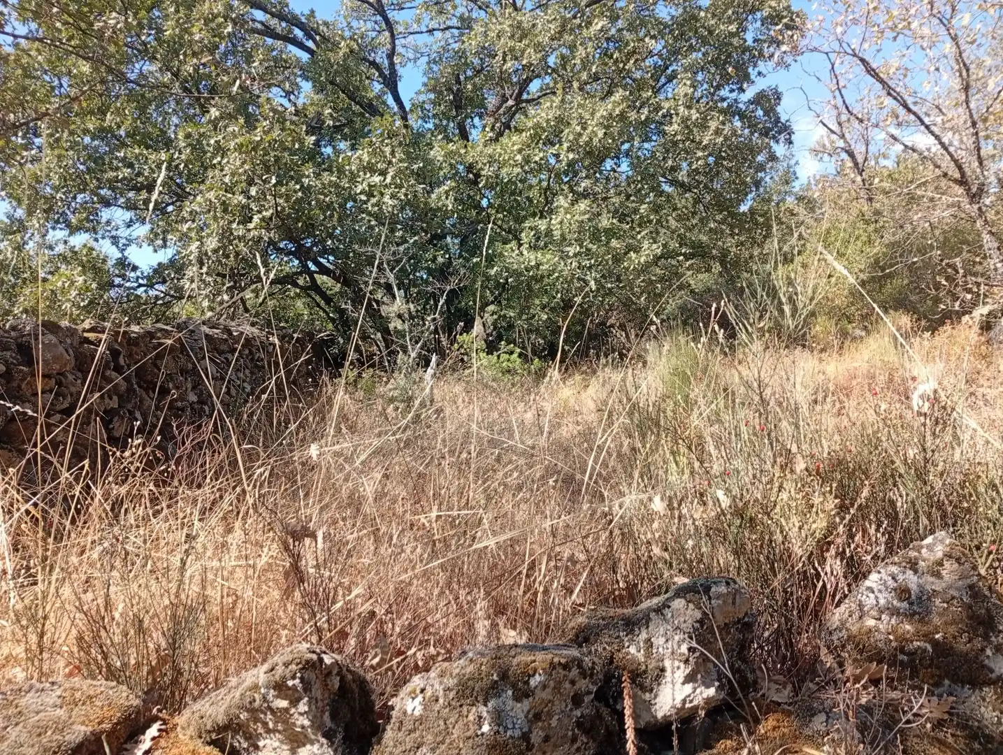Terreni e lotti in vendita a Villanueva de la Vera, imagen 119