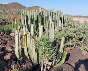 Jardí de Terreny en venda en San Miguel de Abona