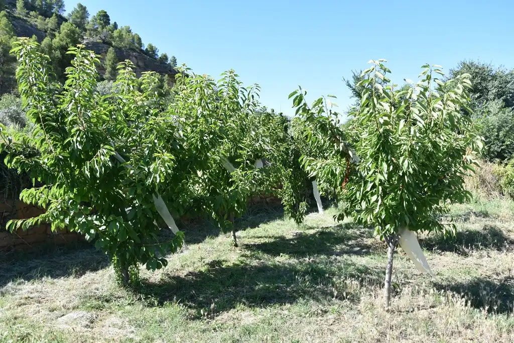 Terreni e lotti in vendita a La Fresneda, imagen 19