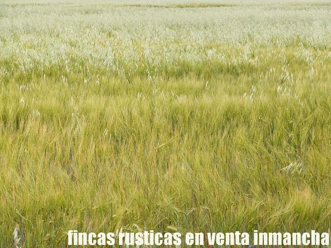 Terreny rústic en venda a Alcázar de San Juan, imagen 10