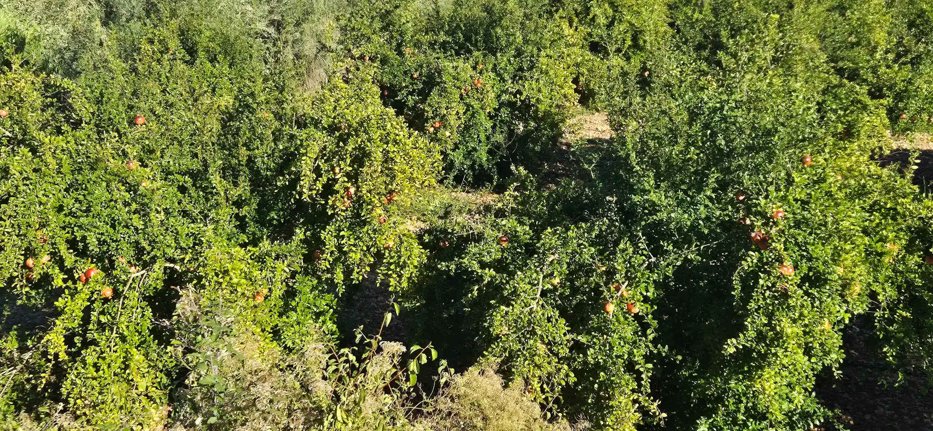 Maison rustique avec jardin à vendre à Avinguda Constitució 13, imagen 18