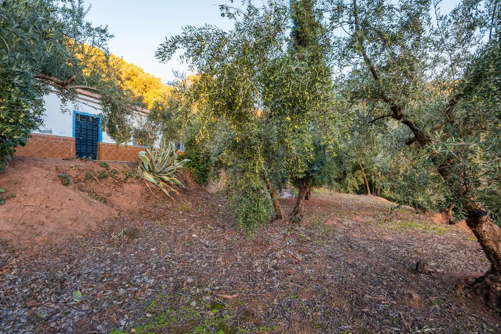 Casa o xalet en venda en Cogollos de la Vega