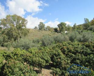 Garden of Residential for sale in Vélez-Málaga