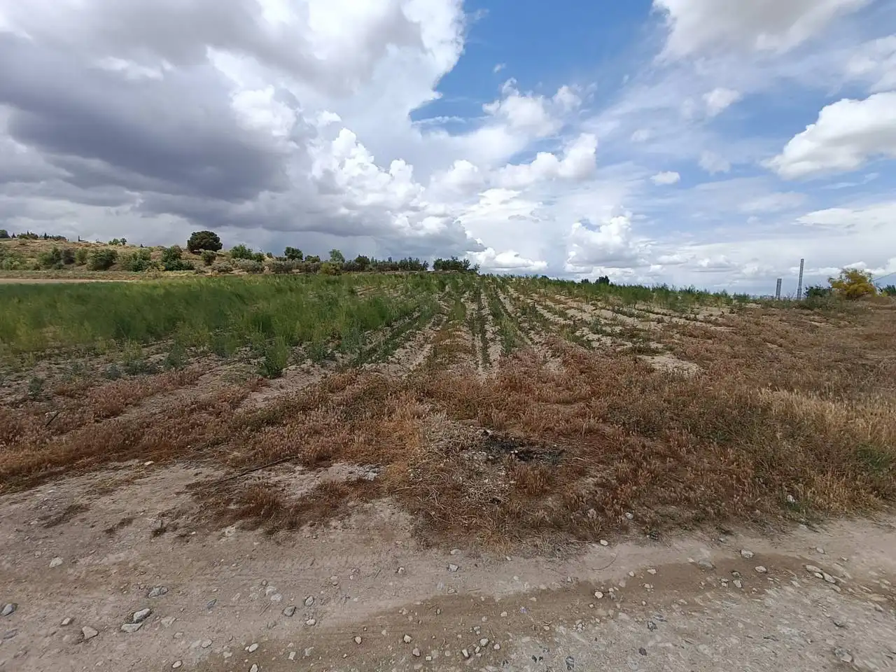 Rural land for sale in Moraleda de Zafayona