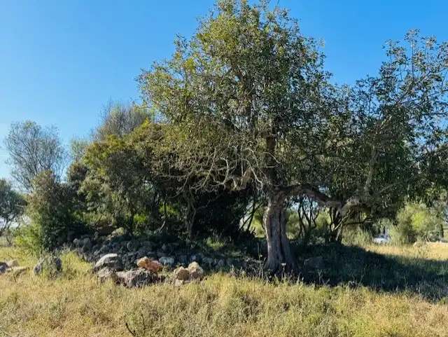 Land for sale in Manacor