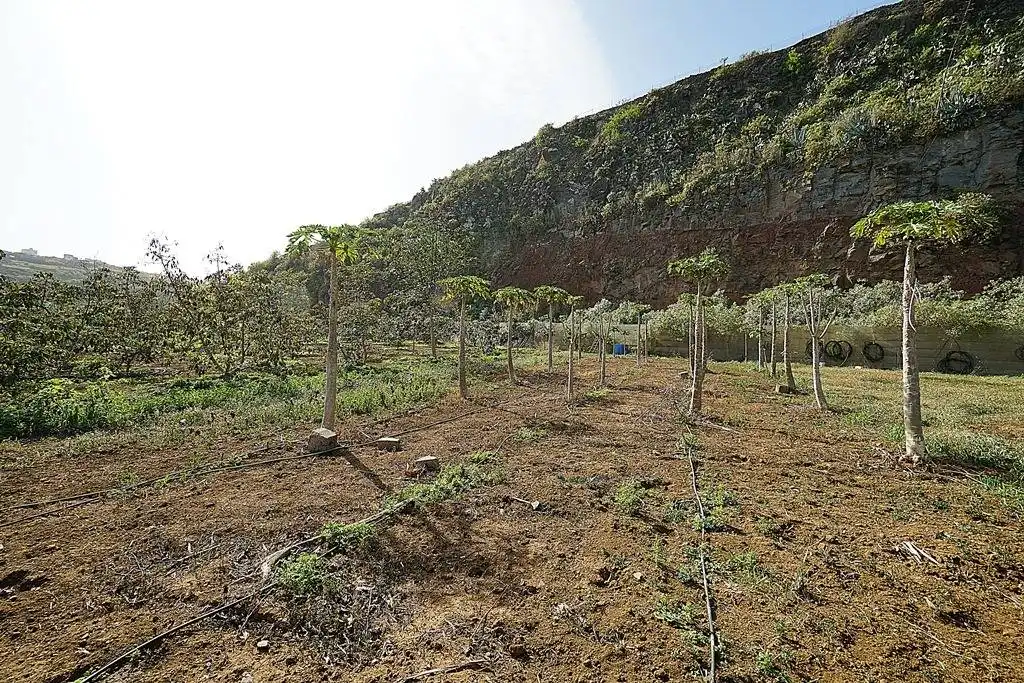 Finca rústica en venta en Camino DEHESA, 10, Santa María de Guía de Gran Canaria