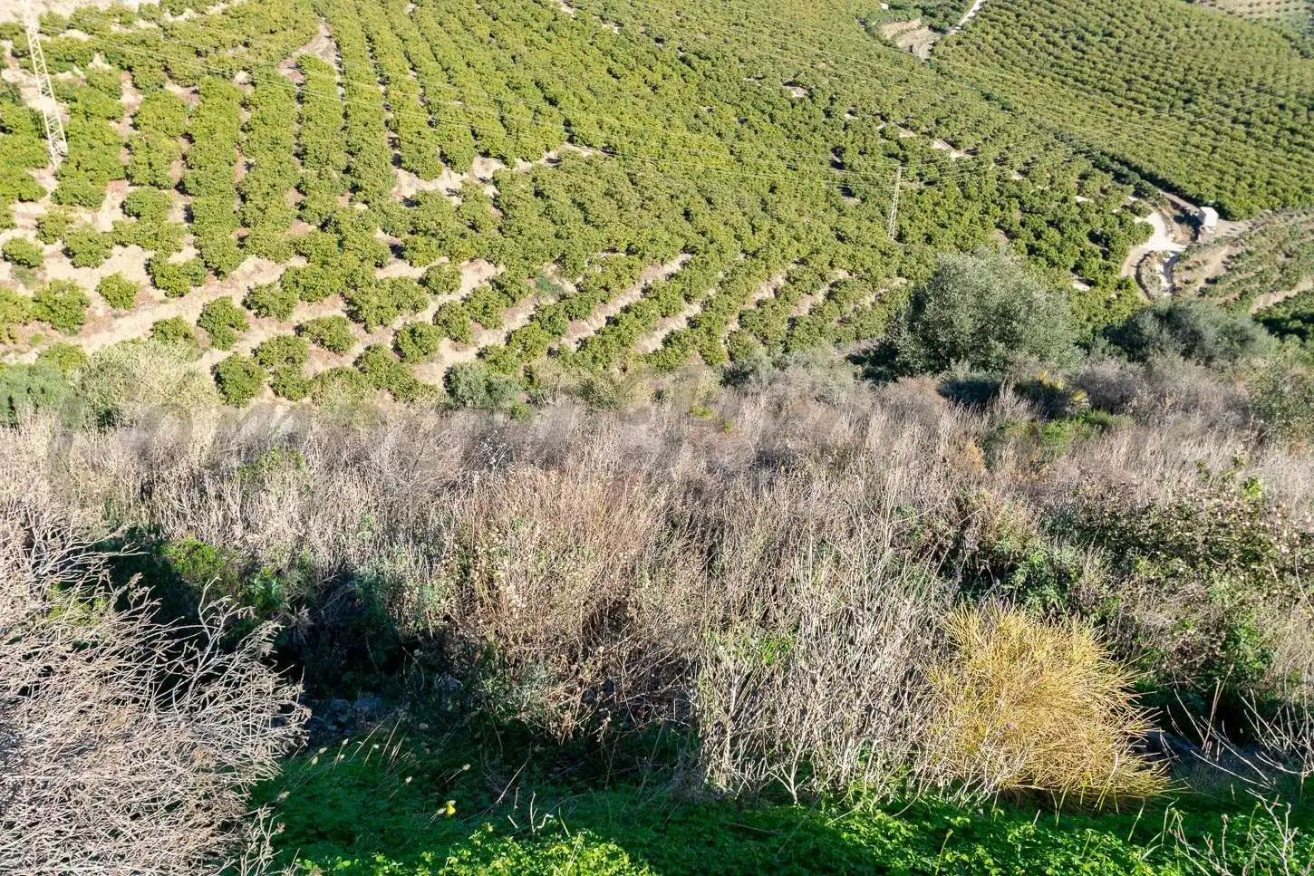 Terreno rústico en venta en Avda Pescia - Ctra de Frigiliana, imagen 6
