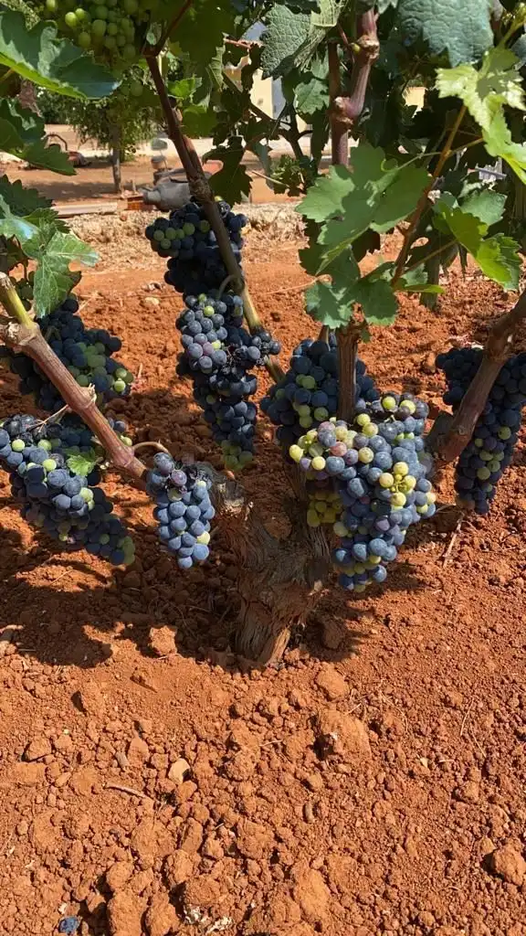 Vista exterior de Finca rústica en venda en Benidoleig amb Jardí privat, Terrassa i Piscina