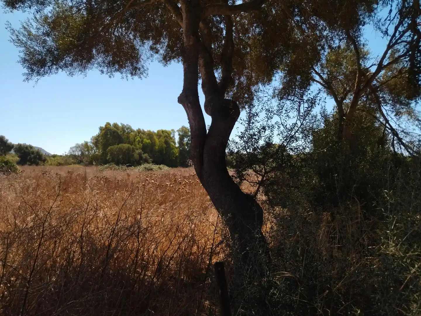 Terreno en venta en Vejer de la Frontera