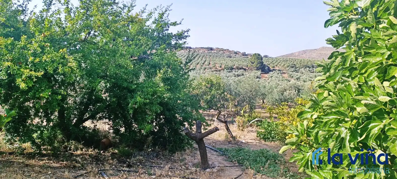 Lands and plots for sale in Bobadilla - Bobadilla Estación - La Joya, imagen 10