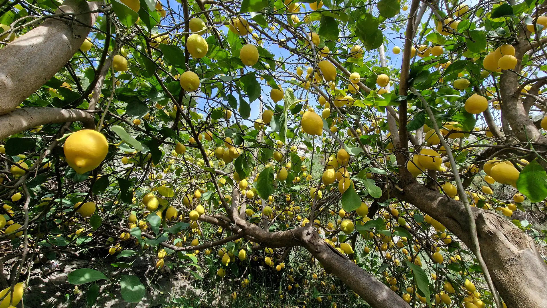Jardí de Finca rústica en venda en Canjáyar amb Jardí privat i Moblat
