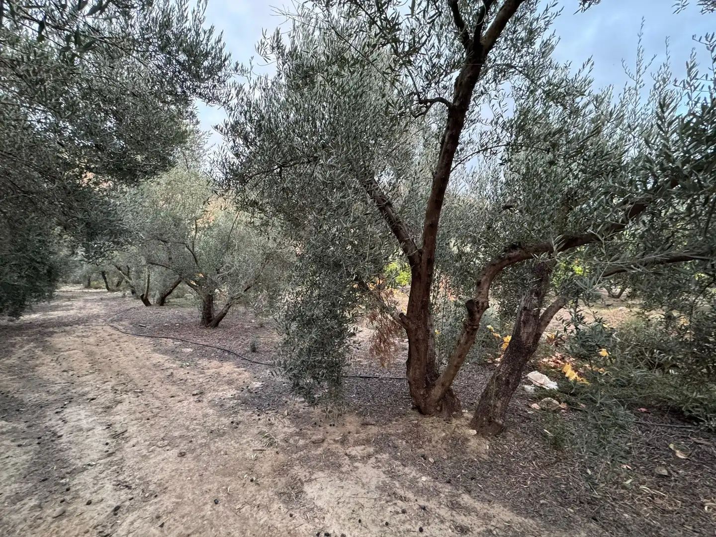 Terreno rustico in vendita a Lecrín, imagen 7