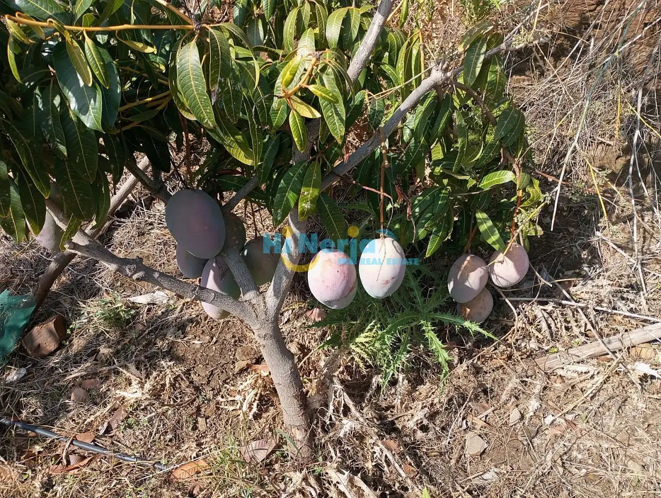 Terrenys i solars en venda a Algarrobo pueblo, imagen 10