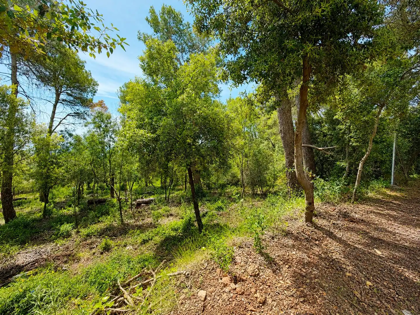 Lands and plots for sale in El Racó - Sant Feliu del Racó, imagen 3